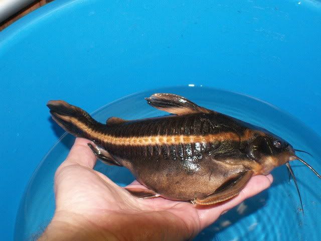 striped raphael catfish full grown