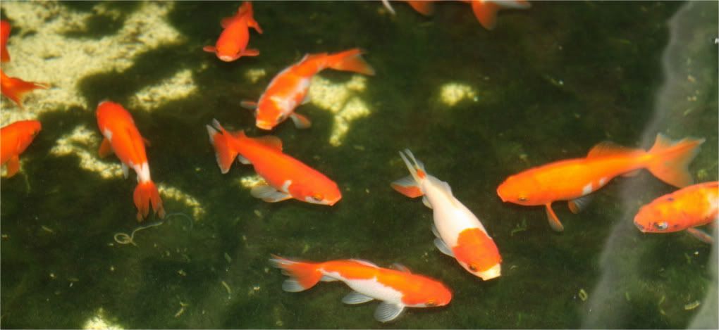 koi065.jpg