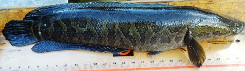 snakehead.5775958_std.jpg