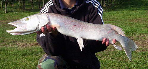 albino_pike.jpg
