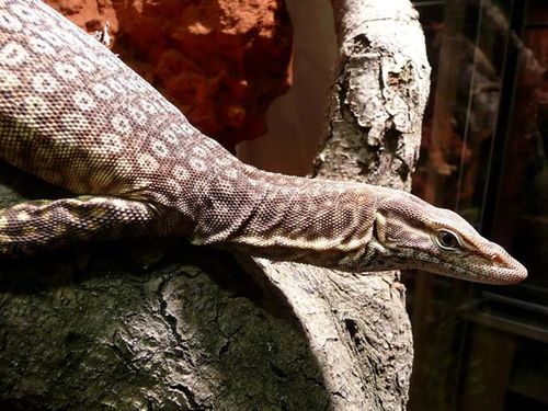 varanus-tristis-orientalis-1.jpg