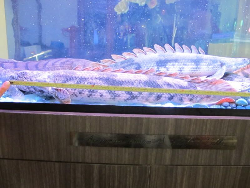 Polypterus mokelembembe (Mokele Mbembe bichir)