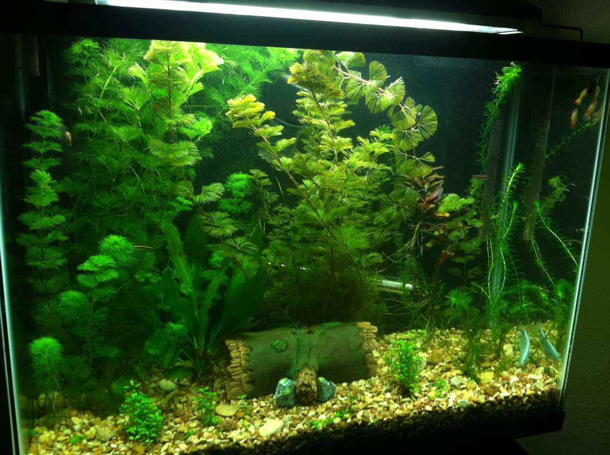 Aquascape （45 gallon tank ） : r/AquaticAsFuck