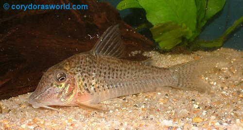 Image result for corydoras cervinus