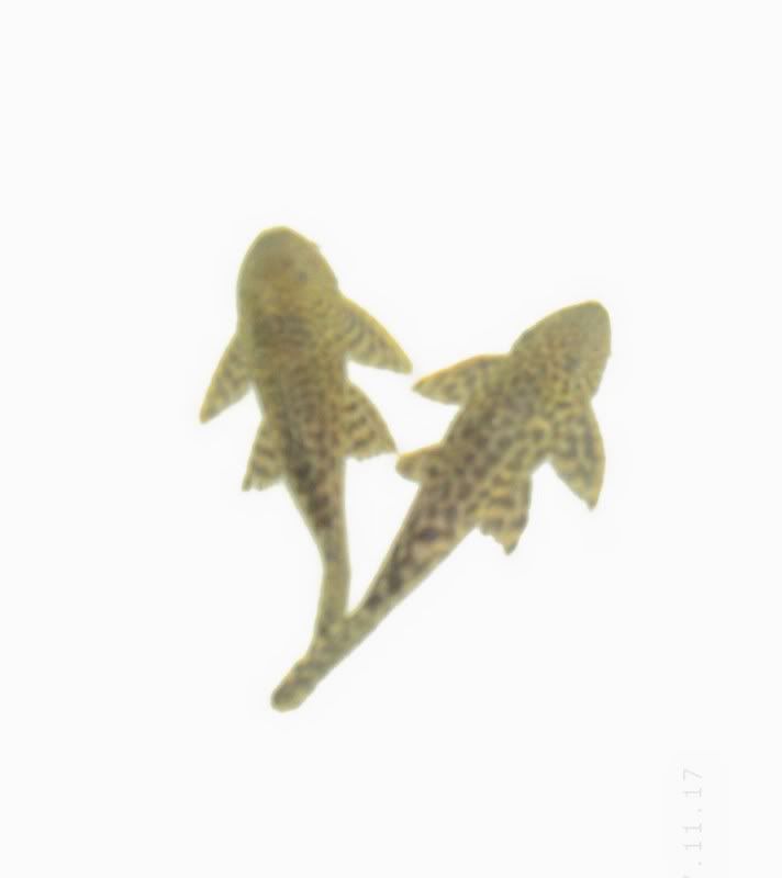 Plecos008.jpg