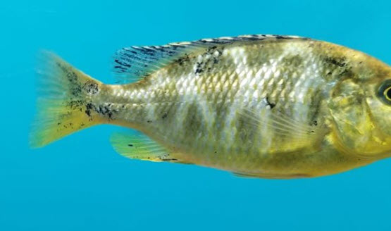 Fish black spot disease Fish black spot disease