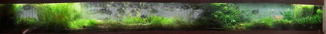 Planted%20Tank.jpg