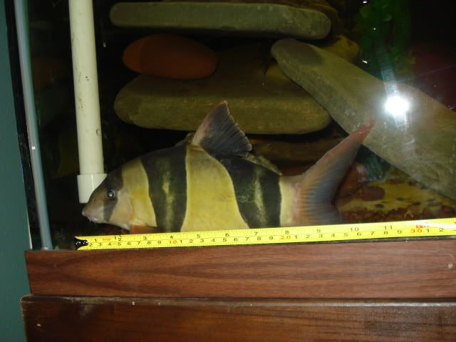 LOACH009.jpg