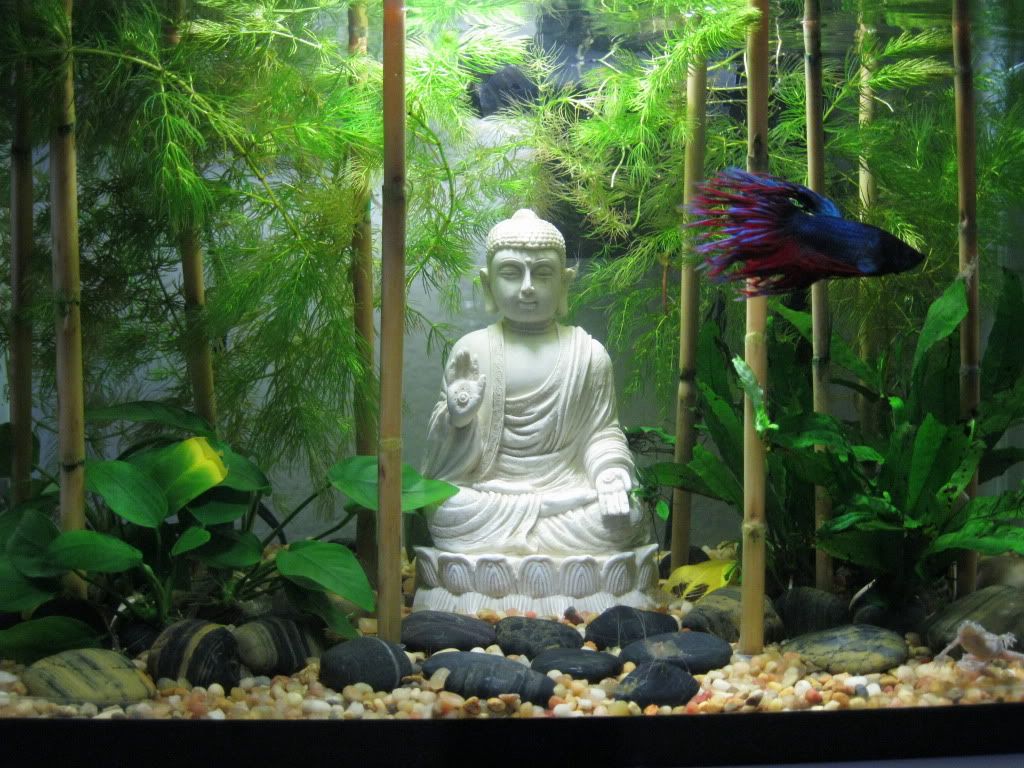 Aquascape Ideas Bamboo Aquascape