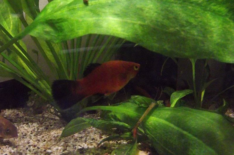 Platy1_zpsjnkcvdy4.jpg