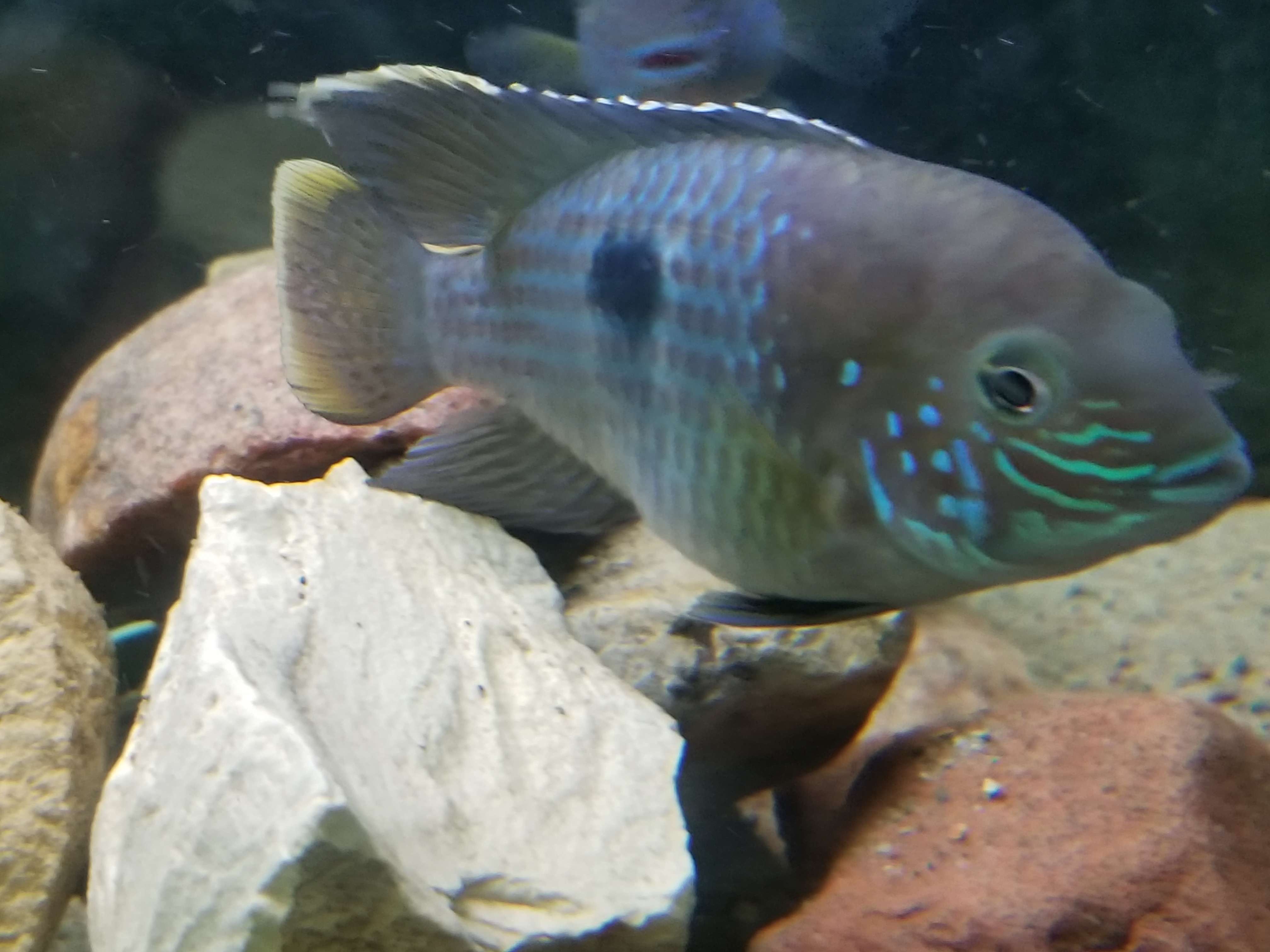 Gold Saum Orange Coloration | MonsterFishKeepers.com