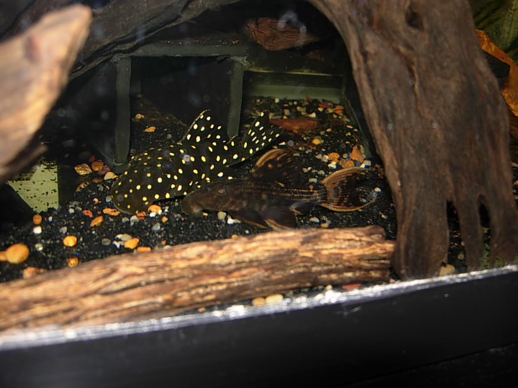 plecos013-2.jpg