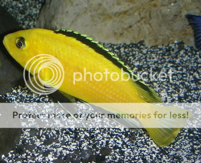 African rift lake cichlid