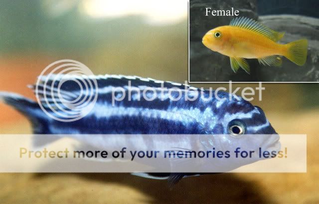 electric blue johanni cichlid female