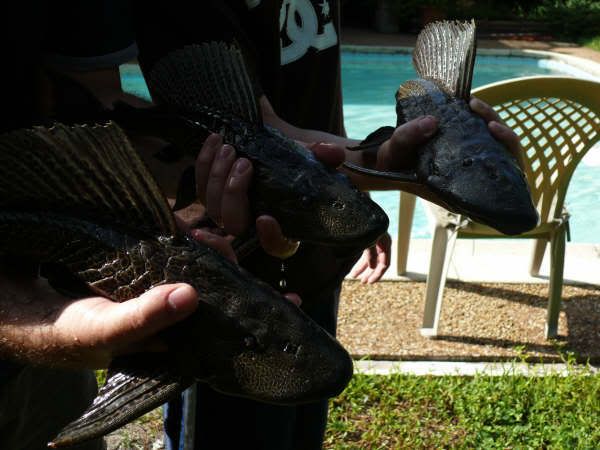 Plecos_034.jpg