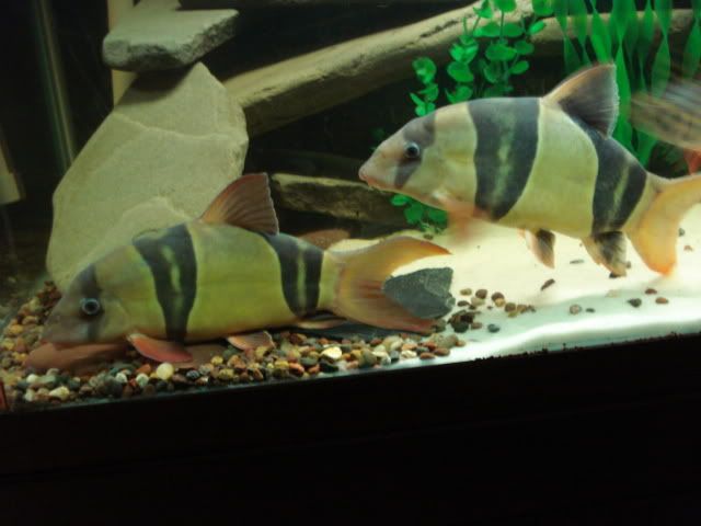 LOACH008-1.jpg