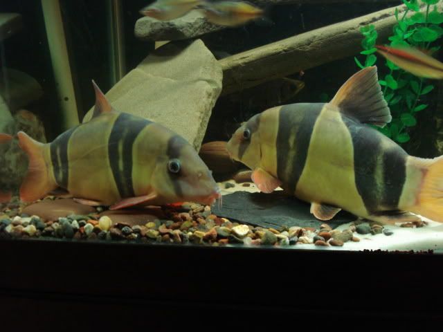 LOACH003.jpg