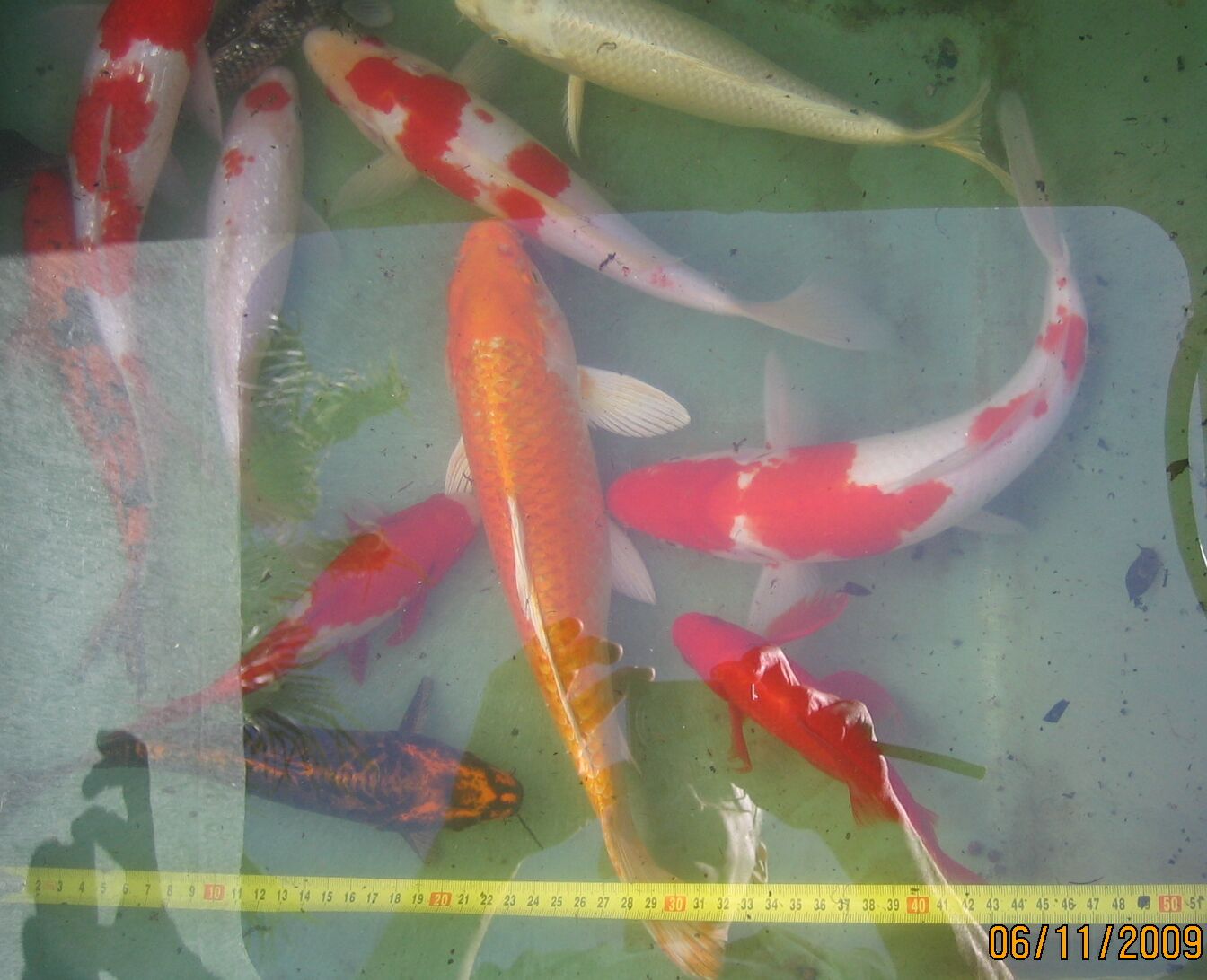 nov2009-koi-2.jpg