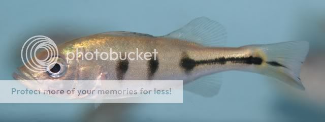 PeacockBass1.jpg