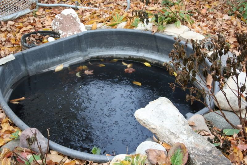 150 Gallon outdoor fish pond / tub - Part 1 