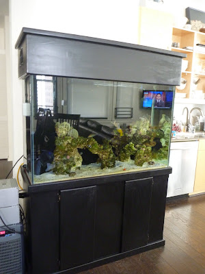 110 gallon tall aquarium for sale