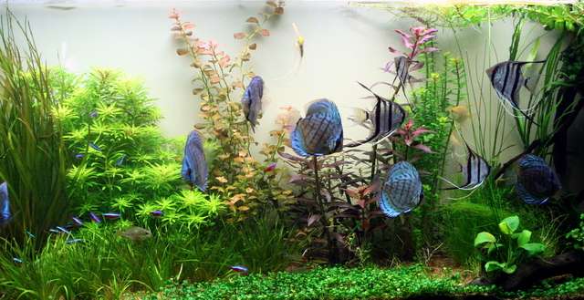 90 Gallon Discus planted biotope