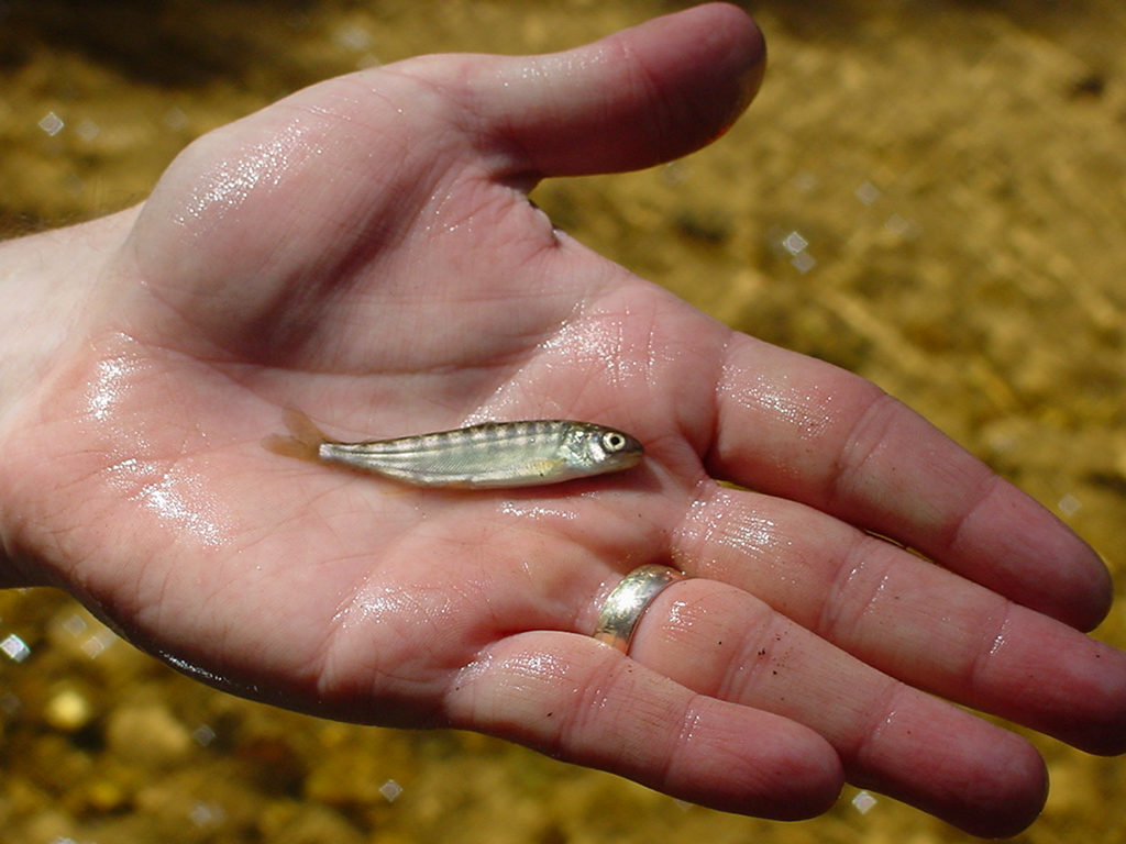 baby speckled trout