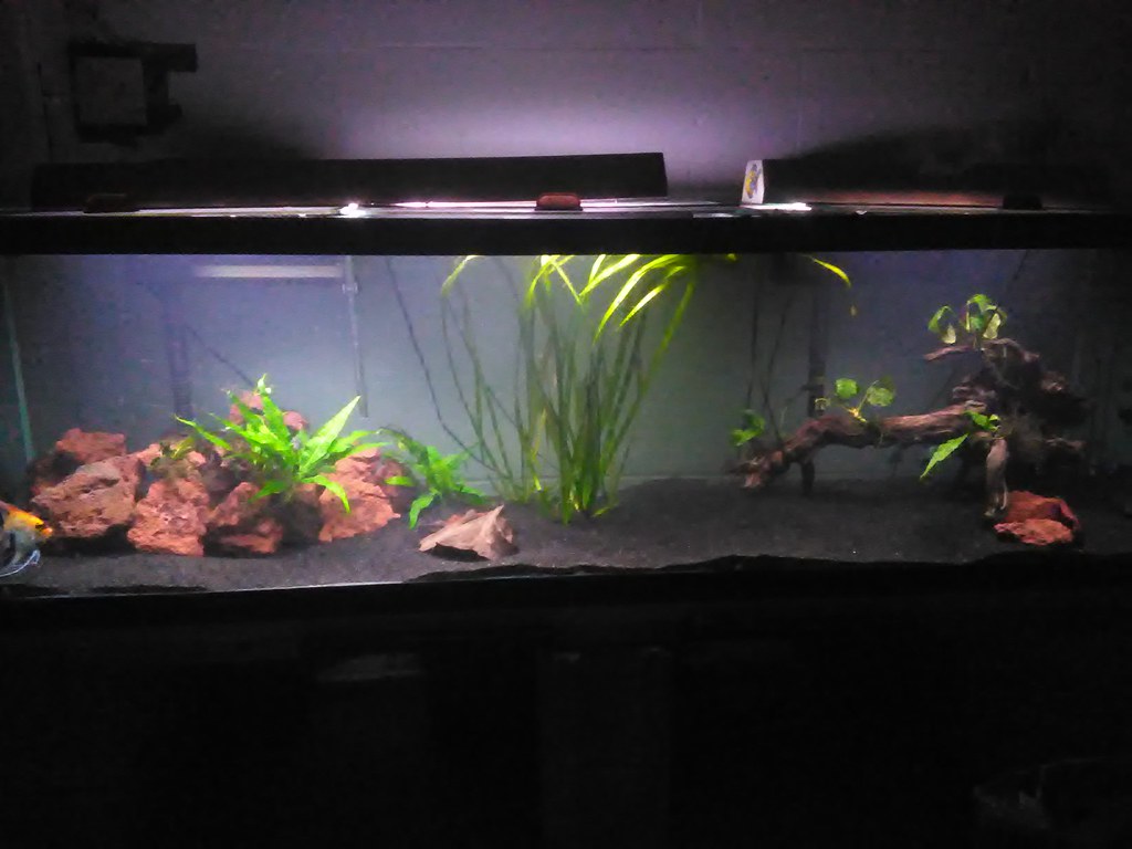 Black background  The Planted Tank Forum