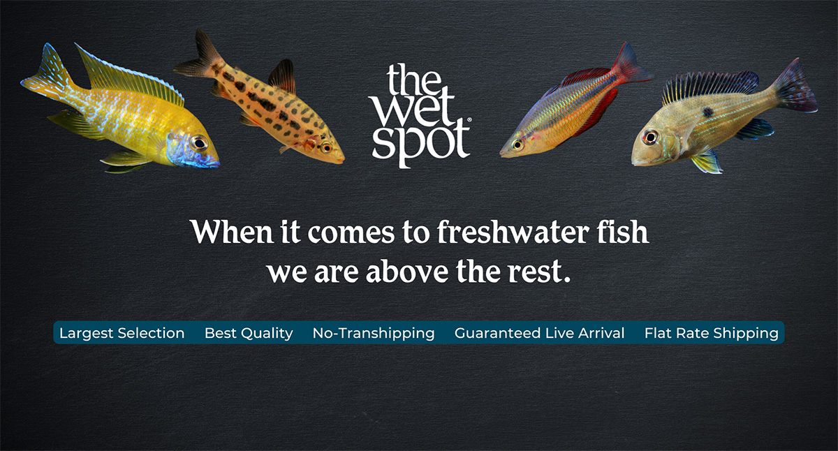 www.wetspottropicalfish.com