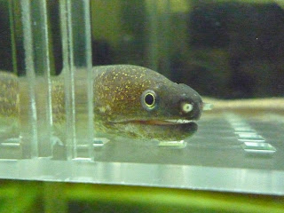 Freshwater store eel care