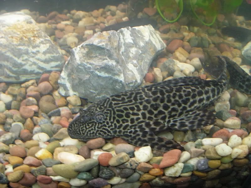 pleco.jpg