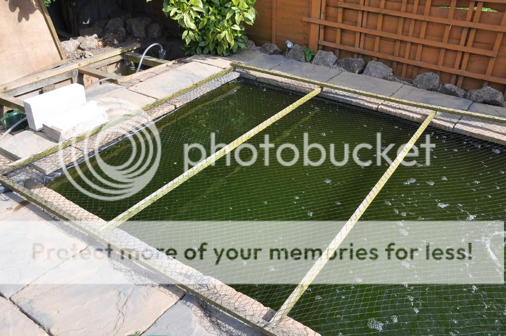 pond1.jpg