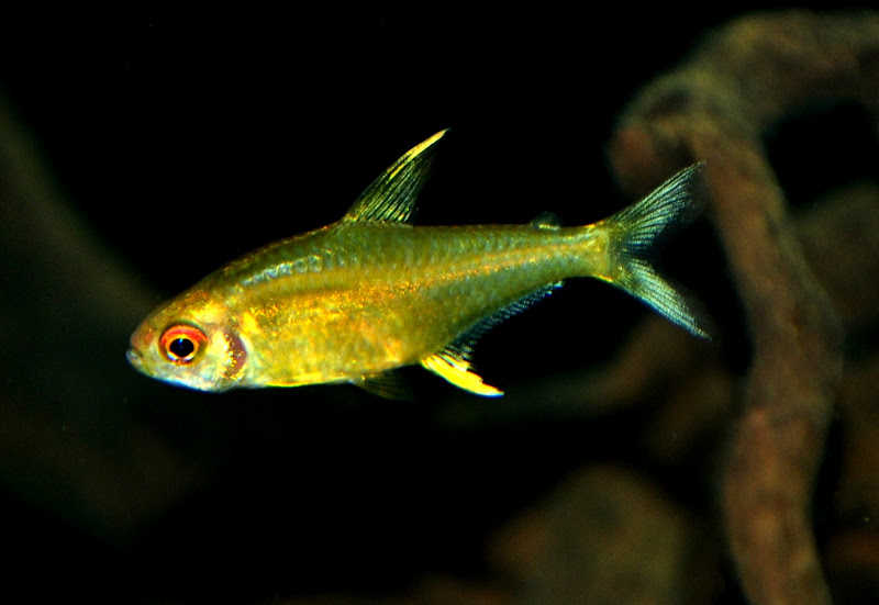 Lemon%20Tetra.jpg