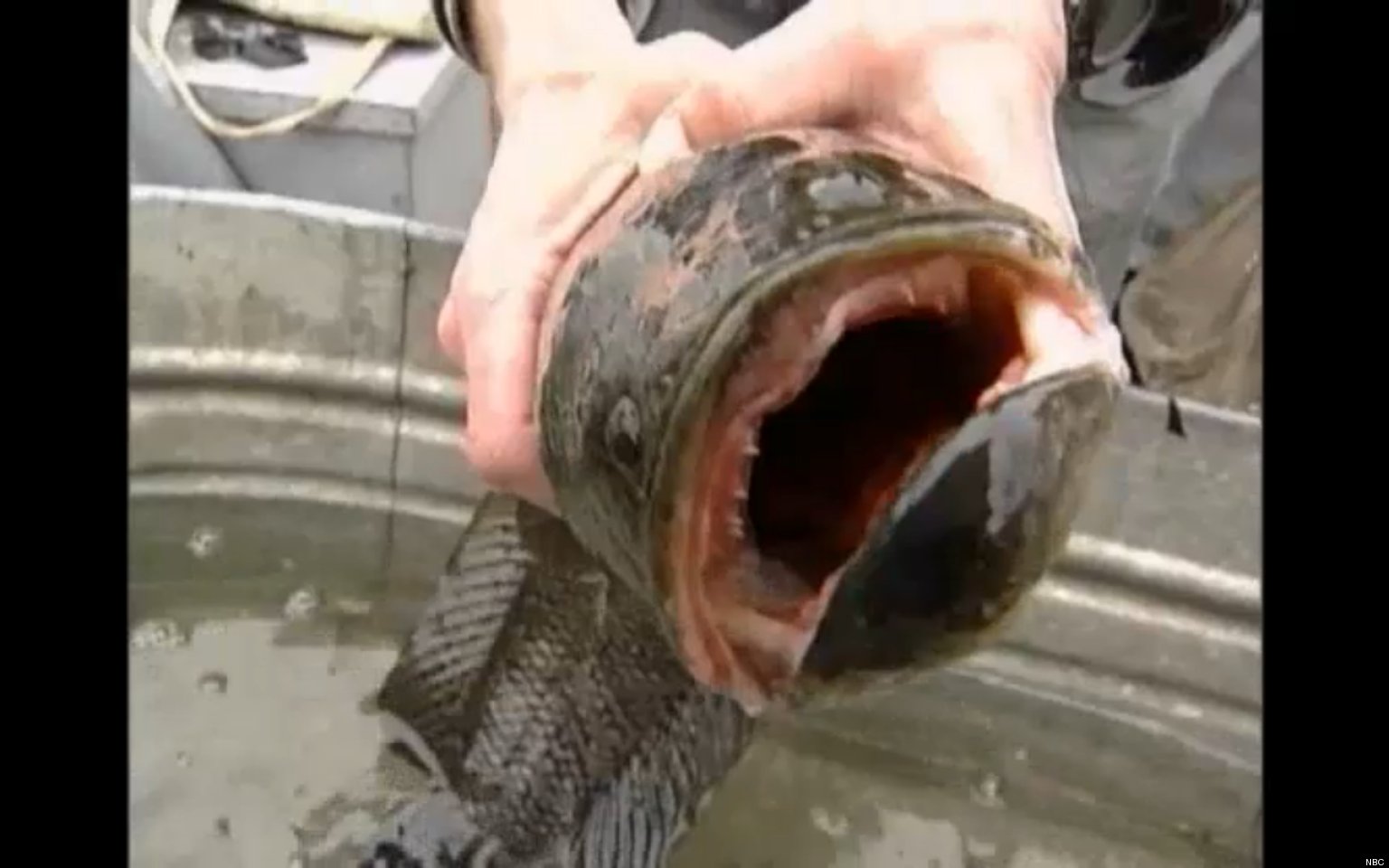 o-NORTHERN-SNAKEHEAD-FISH-facebook.jpg