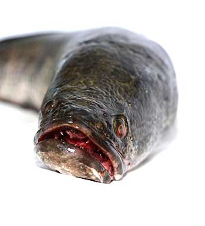 snakehead.jpg