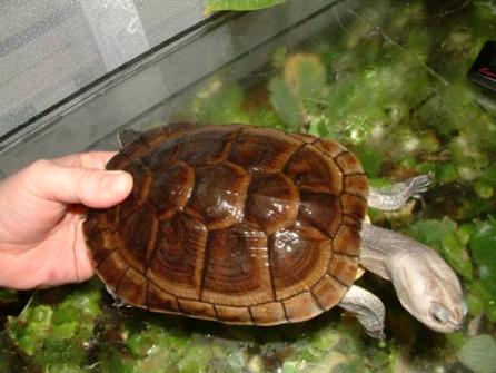 trachemys-decussata-angusta.jpg