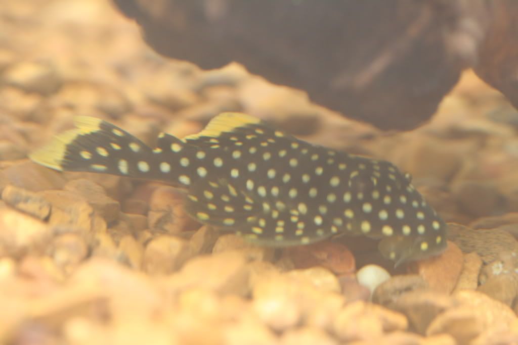 plecos013.jpg