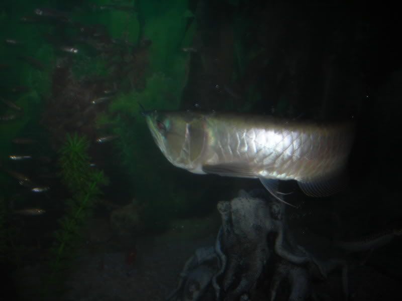 Arowana6-1.jpg