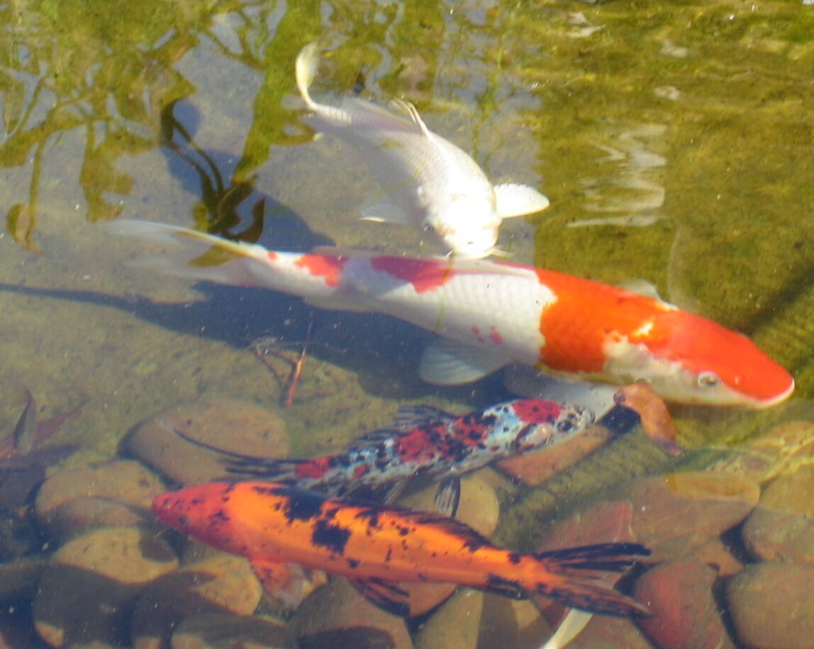 nov14-2008-koi-6.jpg