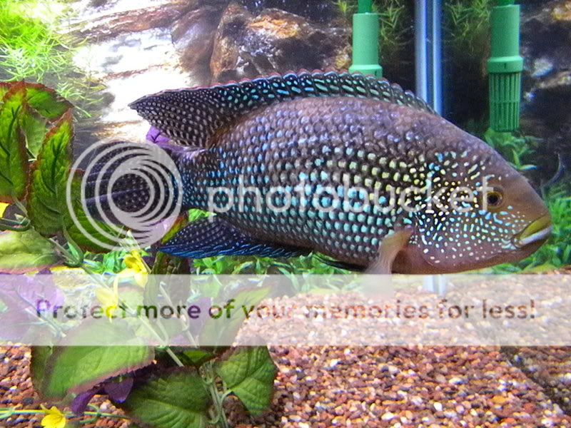 Decpups009.jpg