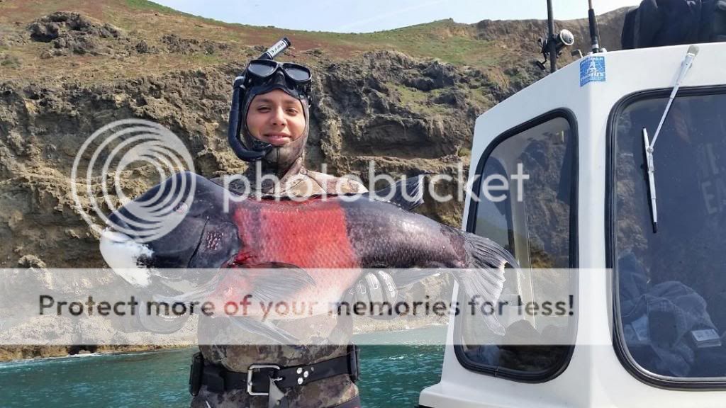 Sheephead1_zpsfae3b43e.jpg
