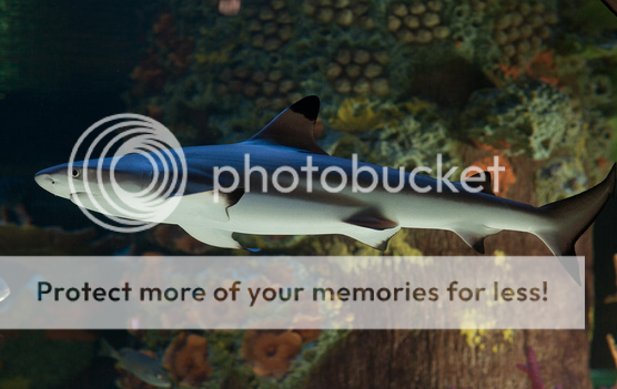 Blacktipreefshark_zps429de9ac.png