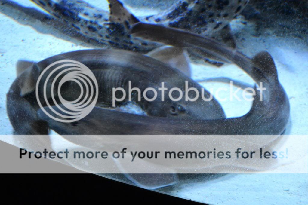 DSC_4581_zps9d2ba8d3.jpg