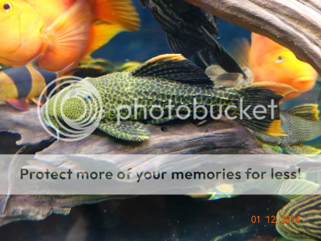 DSC02226_zpsdef4c802.jpg