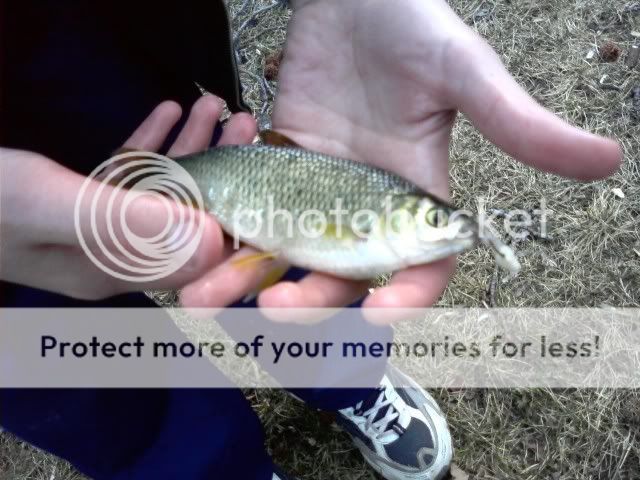 GoldenShiner.jpg