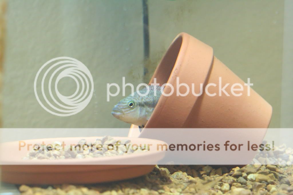 redtigermotaandmore005.jpg