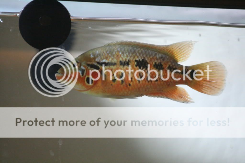 redtigermotaandmore029.jpg