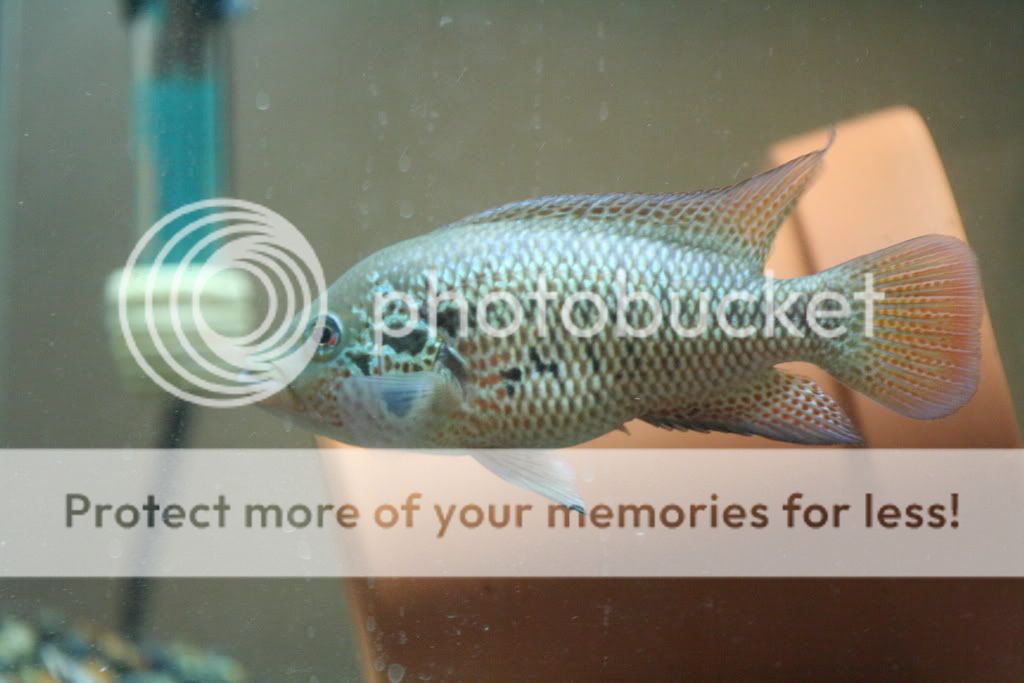 redtigermotaandmore034.jpg