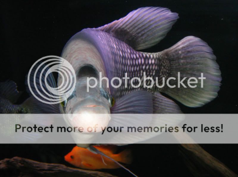 IMG_0224b.jpg