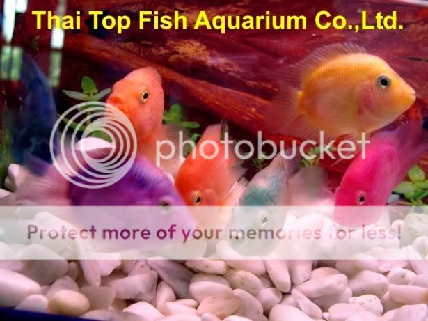 ParrotFish.jpg